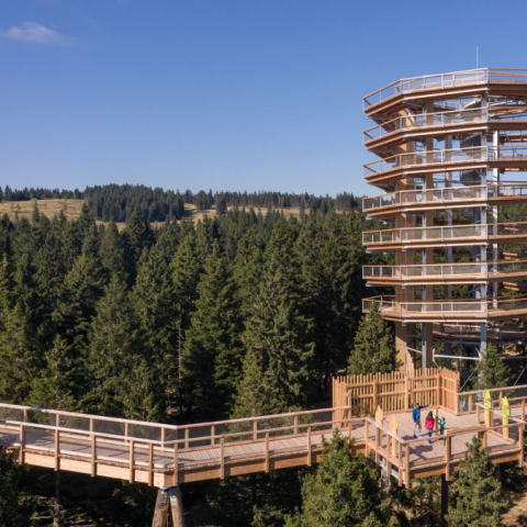 PUT MEĐU KROŠNJAMA-MARIBOR